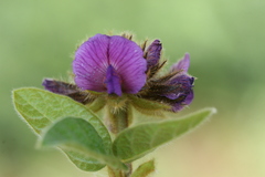 Flemingia nilgheriensis